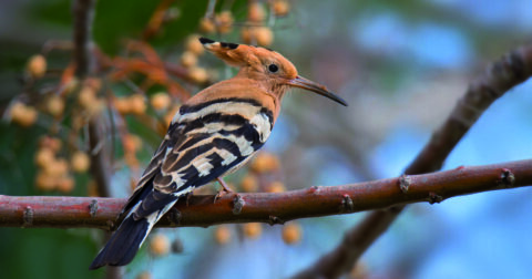 oiseau sur une branche