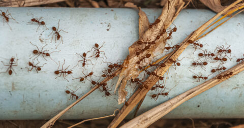 plusieurs fourmis sont rassemblées sur un tube dans la nature