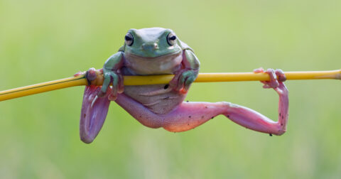 une grenouille est suspendu sur une branche