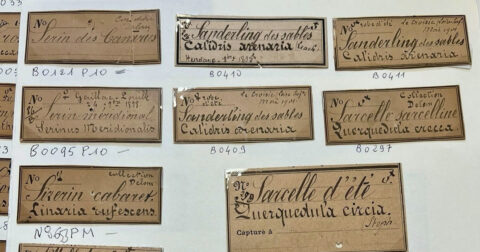 des vieilles étiquettes sont collées sur une feuille