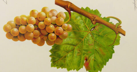 une illustration d'une grappe de raisin