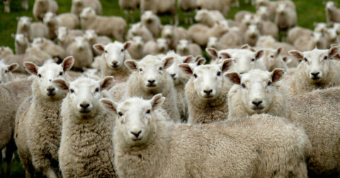 groupe de moutons