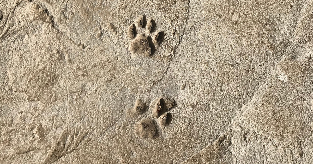 2 empreintes de renard dans le sol terreaux