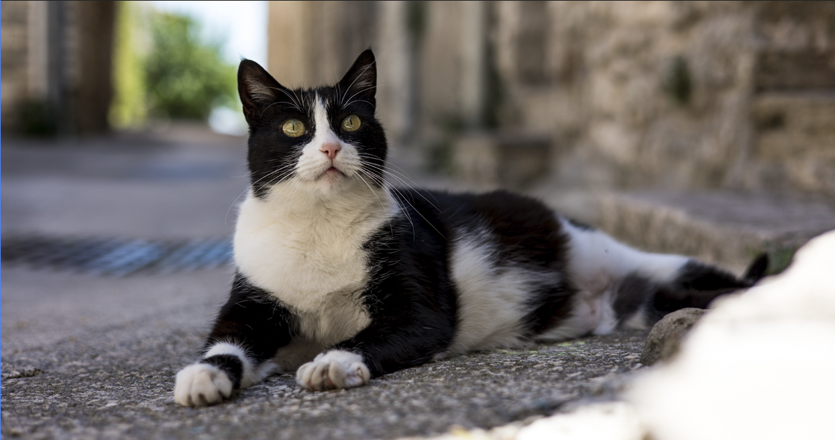 Chat étendu sur l'asphalte